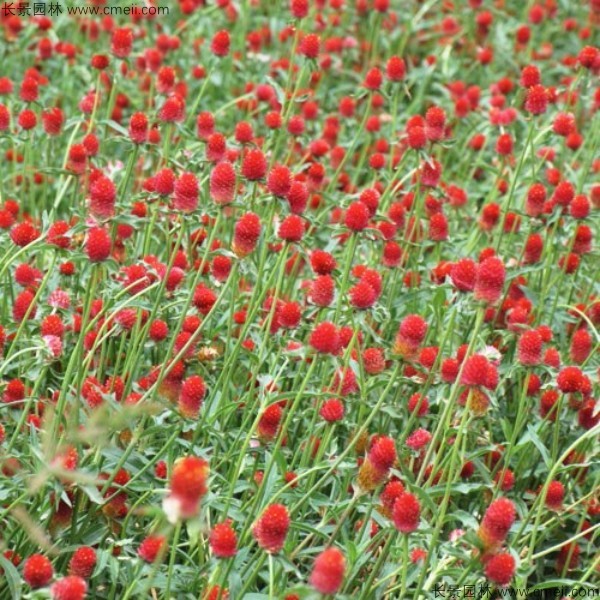 Globeamaranth flower Globeamaranth flower